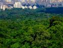 Cityscape behind lush forest.