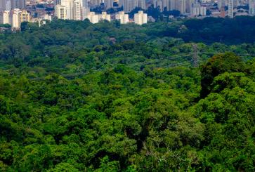 Cityscape behind lush forest.