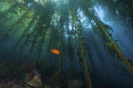 The ocean may offer potential carbon removal options, like seaweed cultivation, that could also have ecological benefits. Photo by the National Parks Service