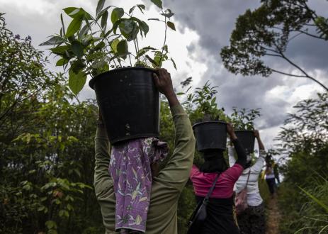 Women community members plant newly matured seedlings in Sumatra, Indonesia