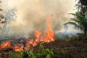 forest fires palangkaraya central kalimantan indonesia.jpg
