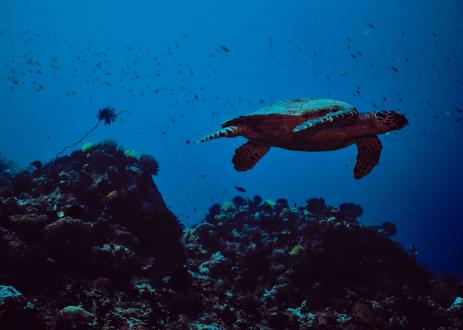 friends of ocean action turtle