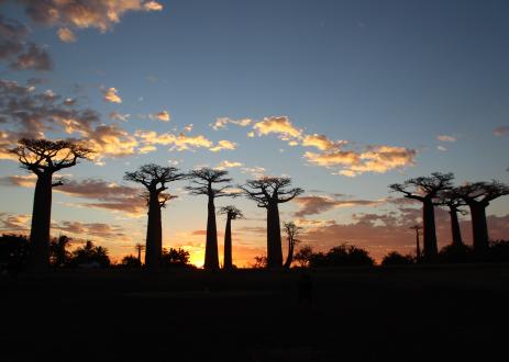 madagascar-landscape-baobabs