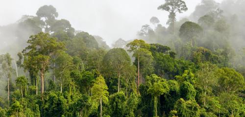 GFR Malaysia Kalimantan border tropical forest homepage 0.jpg