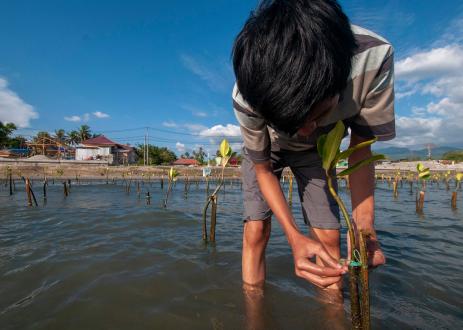 indonesia-mangroves-planting
