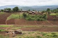Crops in rural Malawi