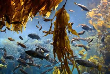Fish feed on a kelp forest in the ocean