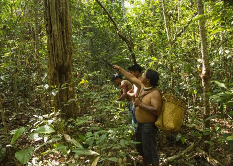 Indigenous peoples surveying a forested landscape