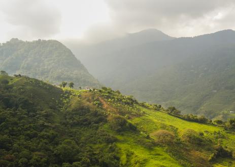 Forested landscape being restored in Latin America