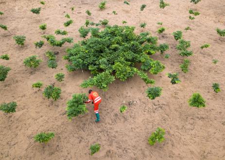 Aerial view of person planting trees in desert.