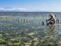 Farmer tends to a seaweed farm in Nusa Penida, Indonesia